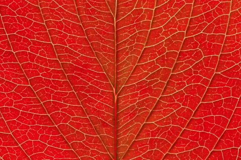 Fresh red leaf texture macro close-up by fall Stock Photos