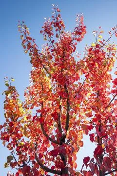 Fresh red leafs on branches Stock Photos