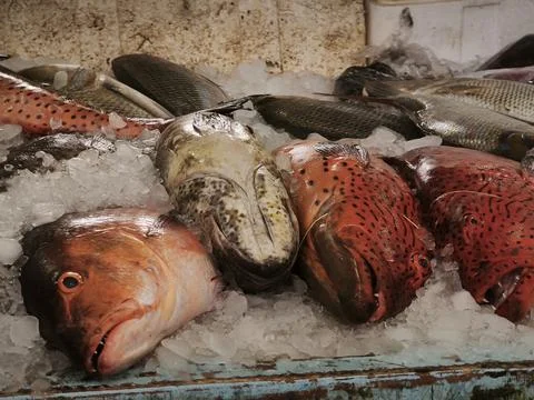 Fresh red leopard grouper also known as coral grouper with distinctive black  스톡 사진