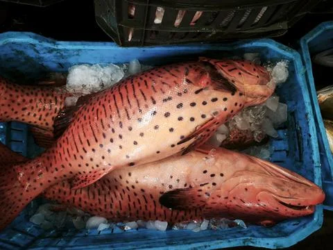 Fresh red leopard grouper also known as coral grouper with distinctive black  Stock Photos