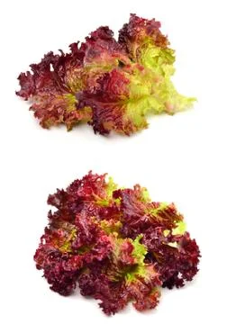 Fresh red lettuce Stock Photos