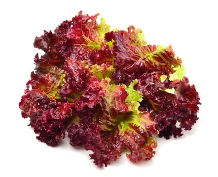 Fresh red lettuce Stock Photos