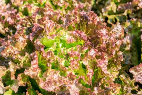 Fresh red lettuce Fotos de archivo