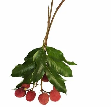 Fresh red lychee fruit bunch with long stem isolated on white background. 스톡 사진