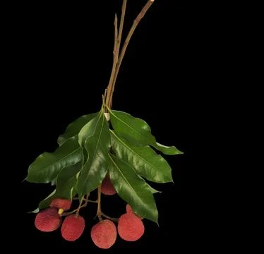 Fresh red lychee fruit bunch with green leaves isolated on black background. Stock Photos