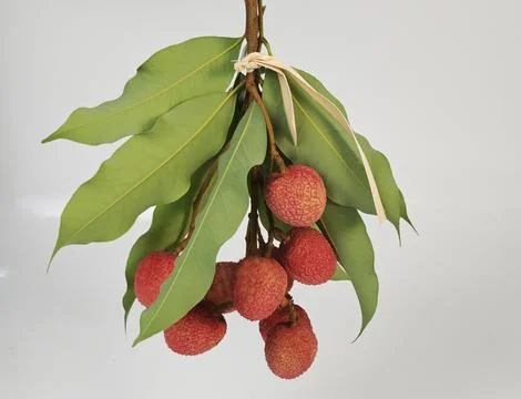 Fresh red lychee fruit bunch with green leaves isolated on white background. Stock Photos