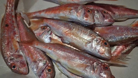Fresh Red Mullet Fish Close-Up – Seafood Preparation Footage Stock Footage 322972447