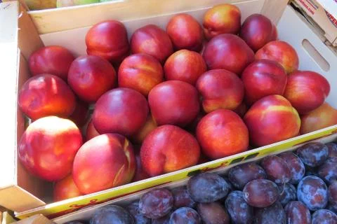 Fresh red nectarines Stock Photos