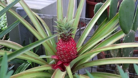 Fresh red pineapple grown on a tree Stock Footage 170168395