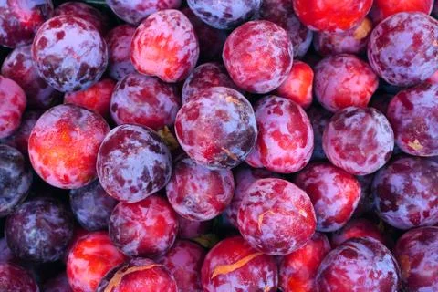 Fresh red plums close up Stock Photos
