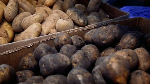 Fresh red potato in the box Stock-Footage 209145972