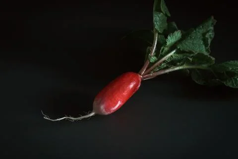 Fresh red radish on a dark table. Growing organic vegetables. A bunch of raw Stock Photos