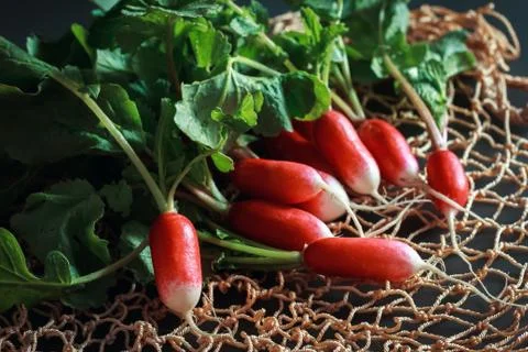 Fresh red radish on a dark table. Growing organic vegetables. A bunch of raw Stock Photos