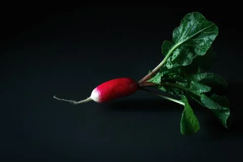 Fresh red radish on a dark table. Growing organic vegetables. A bunch of raw Stock Photos