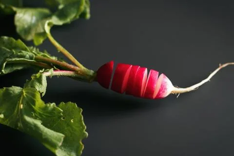 Fresh red radish on a dark table. Growing organic vegetables. A bunch of raw Stock Photos