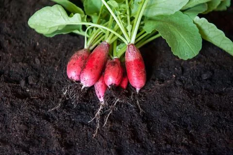 Fresh red radish with green stems and leaves lies on the ground. Close-up. Ha Stock Photos