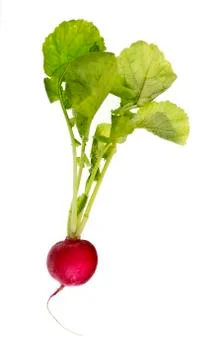 Fresh Red Radish Stock Photos