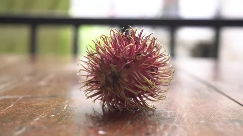 Fresh red rambutan fruit, close-up Stock Footage 296246009