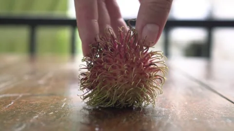 Fresh red rambutan fruit, close-up Stock Footage 330405584