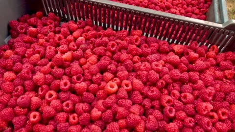 Fresh red raspberries in boxes. Collection of red raspberries in boxes. Stock Footage 205040264