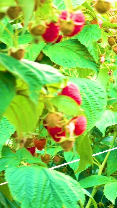 Fresh red raspberries in boxes. Collection of red raspberries in boxes. 库存影片 335145318