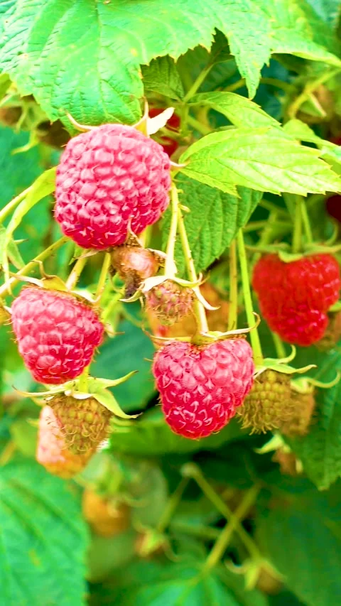 Fresh red raspberries in boxes. Collection of red raspberries in boxes. 库存影片 335145325