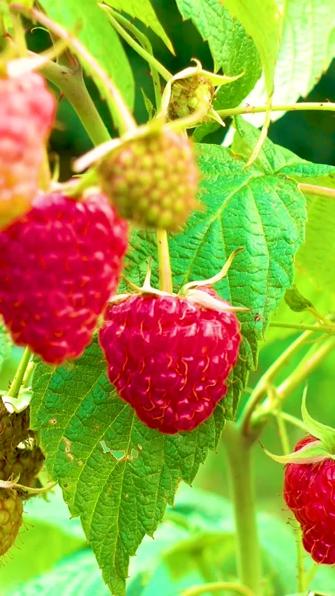 Fresh red raspberries in boxes. Collection of red raspberries in boxes. 库存影片 335145330
