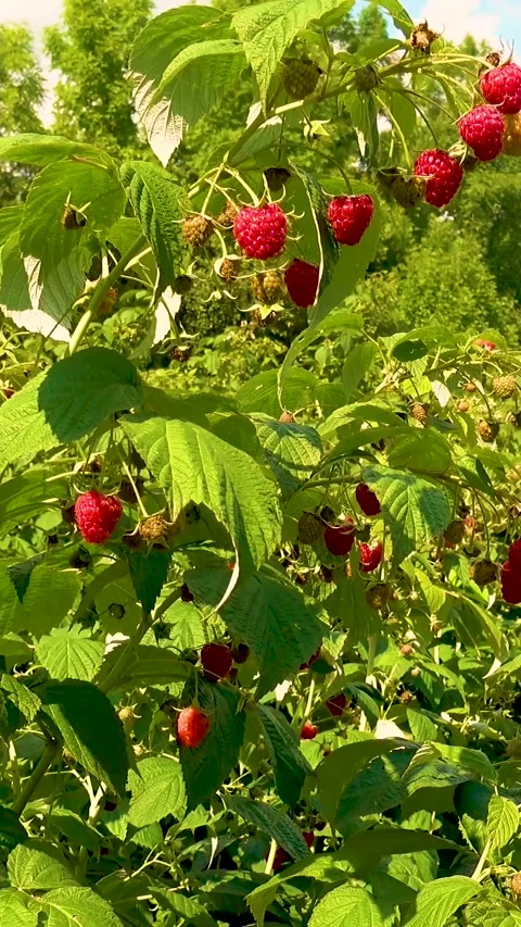 Fresh red raspberries in boxes. Collection of red raspberries in boxes. Video stock 335145344