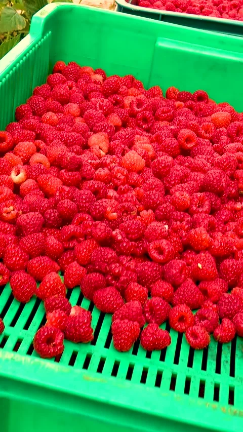 Fresh red raspberries in boxes. Collection of red raspberries in boxes. Video stock 335145346