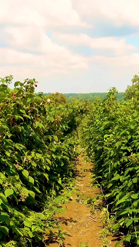 Fresh red raspberries in boxes. Collection of red raspberries in boxes. Video stock 335145347