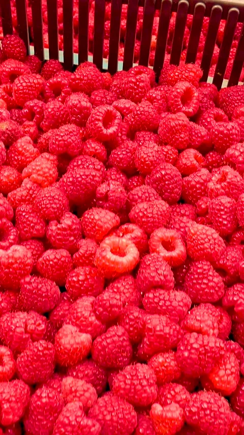 Fresh red raspberries in boxes. Collection of red raspberries in boxes. Video stock 335145357