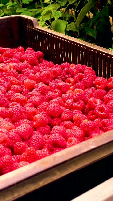 Fresh red raspberries in boxes. Collection of red raspberries in boxes. Stock-Footage 335145361