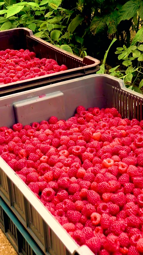 Fresh red raspberries in boxes. Collection of red raspberries in boxes. Video stock 335145364