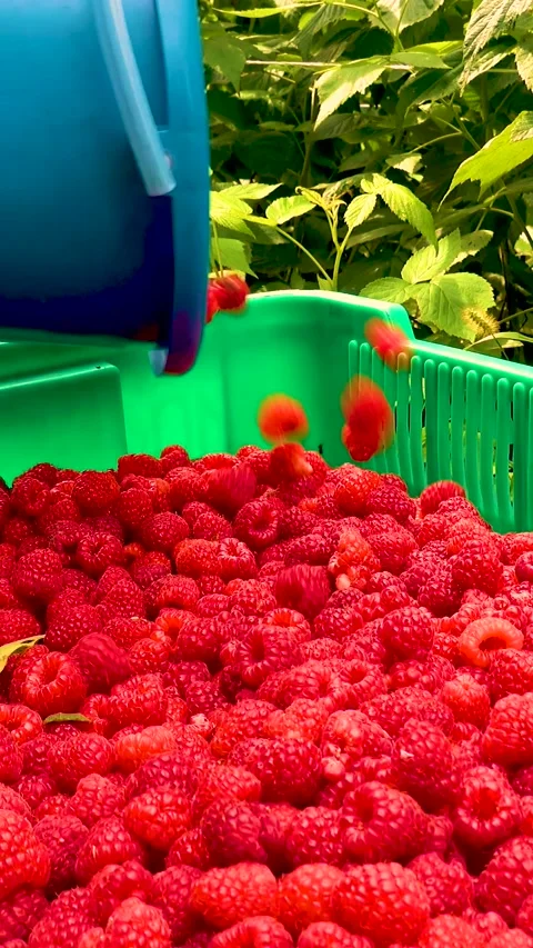 Fresh red raspberries in boxes. Collection of red raspberries in boxes. Video stock 335145369