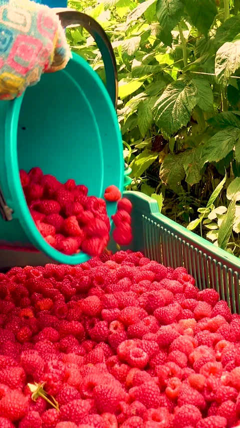 Fresh red raspberries in boxes. Collection of red raspberries in boxes. 库存影片 335145371
