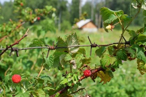 Fresh red raspberry on banch with barbed wire at garden Stock Photos