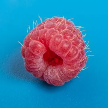 Fresh red raspberry on blue background juicy. Close Up. Foto stock