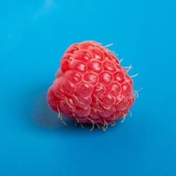 Fresh red raspberry on blue background juicy. Close Up. Stock Photos