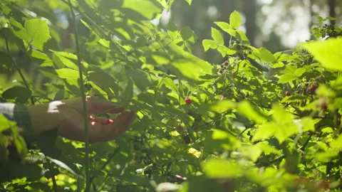 Fresh red raspberry in the forest. Berries in the park or garden. Human make a Stock Footage 252698289