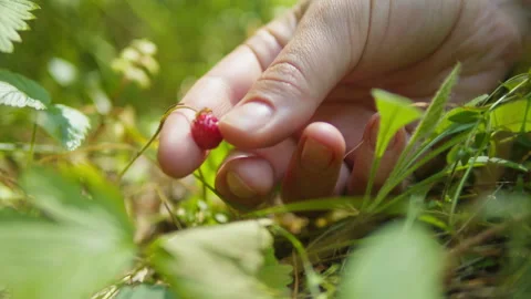 Fresh red raspberry in the forest. Berries in the park or garden. Human make a Видео 252698319