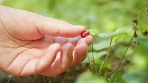 Fresh red raspberry in the forest. Berries in the park or garden. Human make a Видео 252698635
