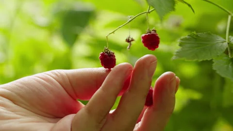 Fresh red raspberry in the forest. Berries in the park or garden. Human make a Видео 252699006