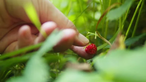 Fresh red raspberry in the forest. Berries in the park or garden. Human make a Stock Footage 257014469