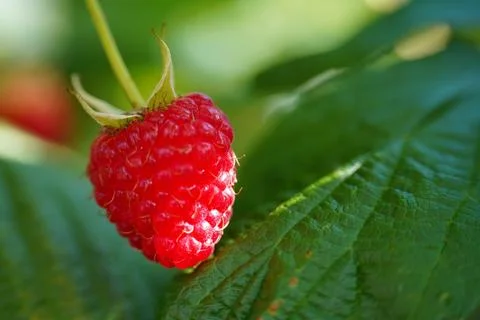 Fresh red raspberry (Rubus idaeus) on bush in sunlight Stock Photos