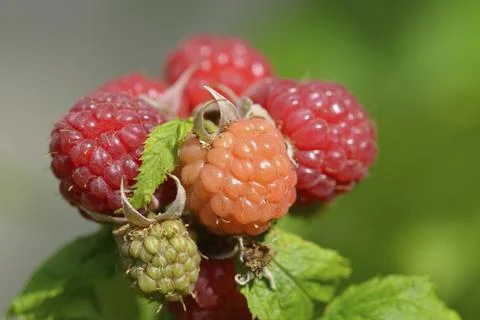Fresh red raspberry on a shrub. Ripe raspberries on a shrub Stock Photos