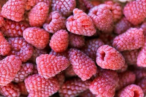 Fresh red raspberrys. Texture raspberry berries Stock Photos