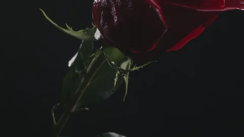 Fresh red rose on a black background with water drop Stock Footage 123201563