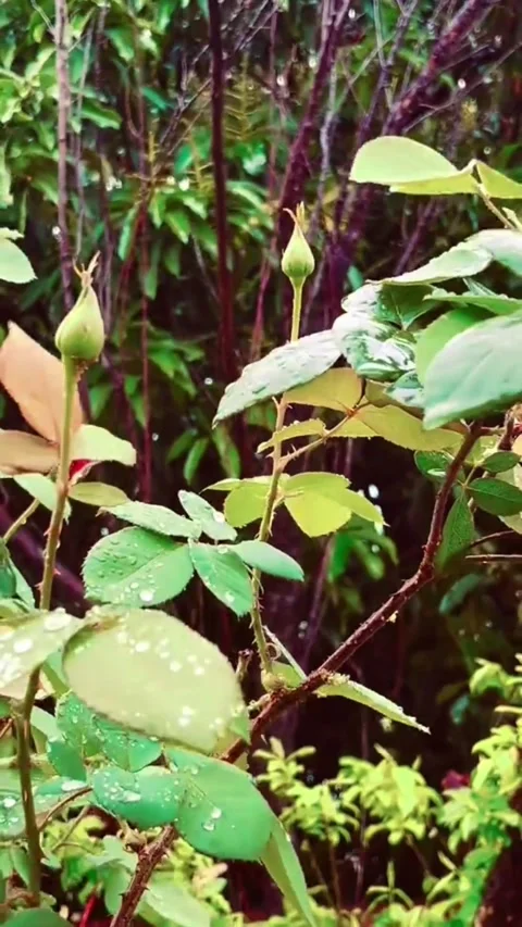 Fresh Red Rose Buds with Raindrops in a Green Garden Garden Vídeos de archivo 332014489