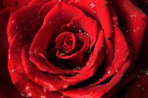 Fresh red rose close-up with drops of water on Valentines Day Stock Photos