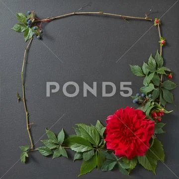 Fresh red rose frame border isolated Stock Photos